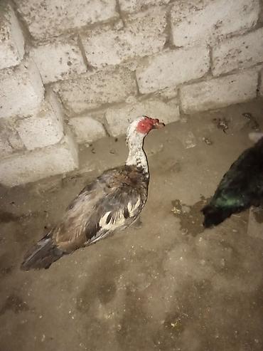 Macar ağ baş erkey 6kilo eti var qan barterbasqa erkey pula. satiram