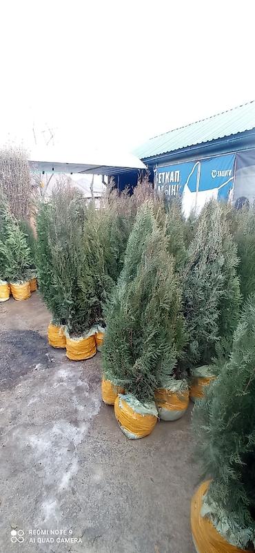 Туя: СРОЧНО ПРОДАЮТСЯ ТУИ❗❗❗ 200 ШТУК❗❗❗ СОРТ КНИЖКА — 12
