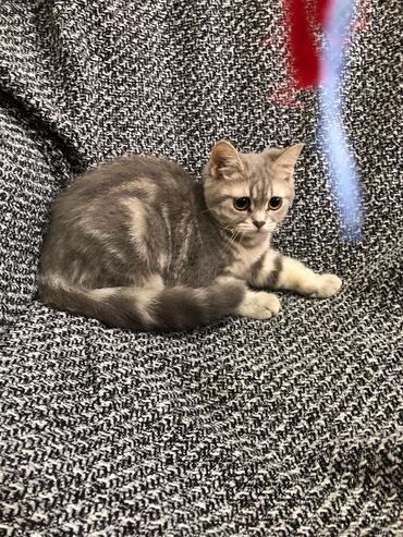 Pişiklər: Britan, Ünvandan götürmə -da lalafo.az — 5 Pişiklər: Britan, Ünvandan götürmə — 5