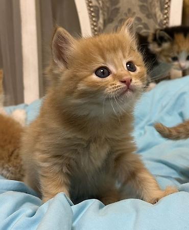 Продажа кошек: Лесная, 1 месяц, Мальчик, Рыжий — 8