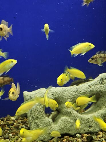 Рыбы: Цихлиды-подростки оптом! - бирюзовая акара - голубой дельфин - — 23