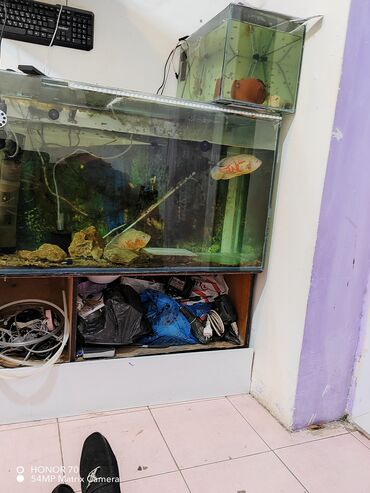 akvarium balıqlarının satışı: Akvaryum satilir uzunu 100sm eni 40sm hündür 60sm 250 litr su tutur 10