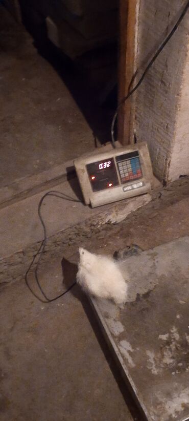 Куры, петухи: Продаю | Инкубационные яйца | Для разведения — 6