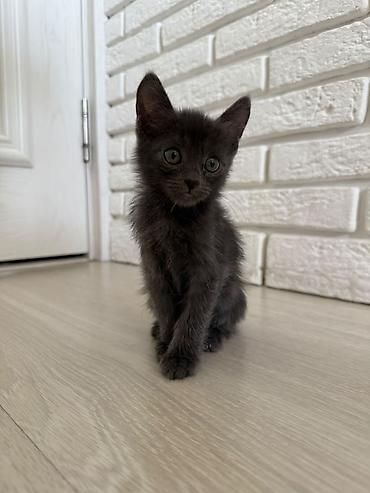 маленькие котята даром: ОТДАМ ДАРОМ В ХОРОШИЕ РУКИ!!!!Котята, домашние мурлыки Описание: - — 3