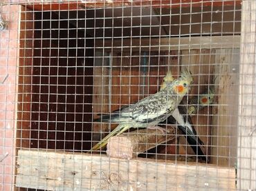 dəvə quşu: Korella papuqaylari satiram.2cutdu bir cutu balalardi qisda