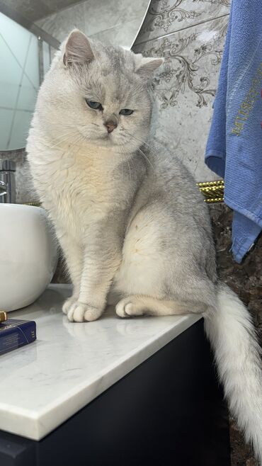 Pişiklər: Britan, Erkək, Cütləşmə üçün -da lalafo.az — 13 Pişiklər: Britan, Erkək, Cütləşmə üçün — 13