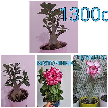 Бегонии: Бегонии и абутилон — укоренённые саженцы в стаканчиках/горшочках. 1) — 13