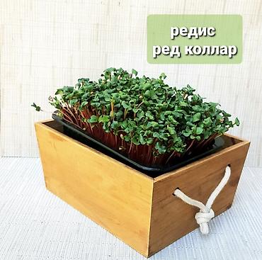 Микрозелень: Микрозелень и молодые травы в кассетах - Ассортимент: микрозелень — 6