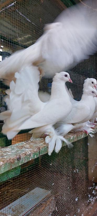 qus nömreleri: Quwdar optum satilir xamsi bir yerden saglamliqina cavabdexem — 4