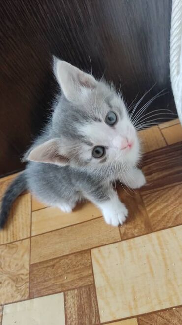 маленький кошка: Беспородная, 1 месяц, Мальчик, Биколор