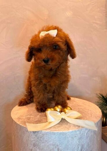 Psi: Toy pudla, žensko štene Odgajivačnica "Team AS Trajkovic" u ponudi ima — 15