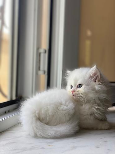 Кошки: Британская вислоухая, Самка, Самовывоз — 5