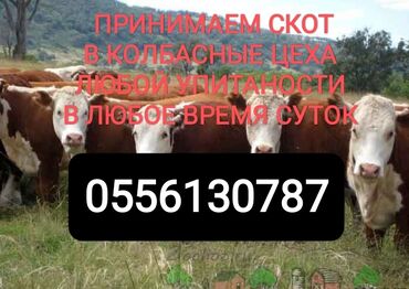 бодоно сатылат: Сатып алам | Уйлар, букалар, Жылкылар, аттар | Күнү-түнү, Бардык шартта, Союлган