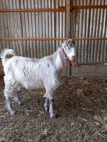 qurbanlıq qoyun satışı: Erkək, Hələb, il: 1, Damazlıq, Ünvandan götürmə