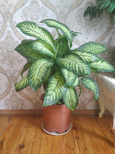 otaq bitkiləri: Dieffenbahiya (Dieffenbachia) dekorativ yarpaqlı otaq bitkisi - Növ — 2