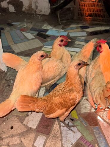 сколько стоит щенок курцхаара: Продаю | Куры, Петух