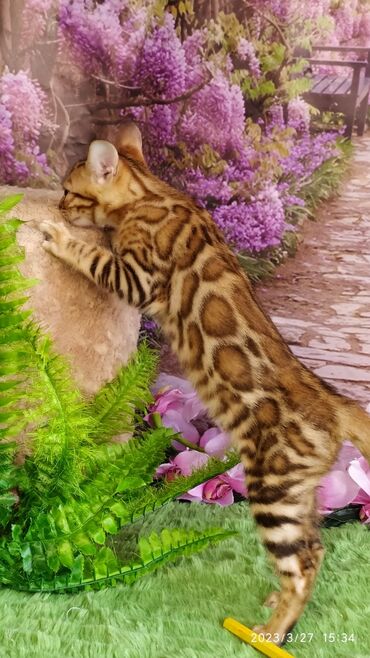 Продажа кошек: Друзья!! Проф питомник Бен Гла Мур Предлагает Шикарных элитных — 4