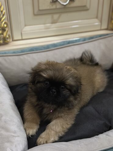 pekines itlər: Пекинес, 2 месяца, Самка, С прививками