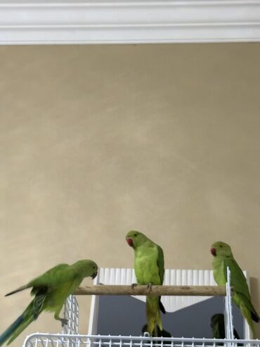 Tutuquşları: Ajarella Pakistan Pəncabdan gəlib bir başa — 3