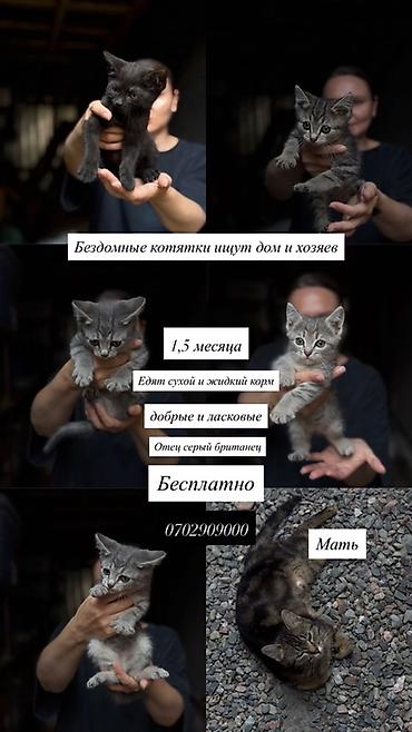 британец: Бездомные котята 5шт ищут дом и любящих хозяев. Осталось двое котят — 1