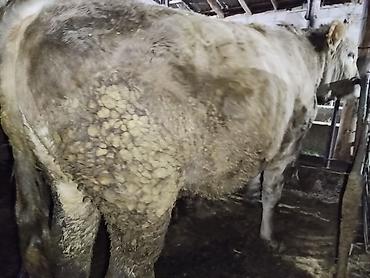 Коровы, быки: Продаю | Бык (самец) | На откорм | Привязанные — 16