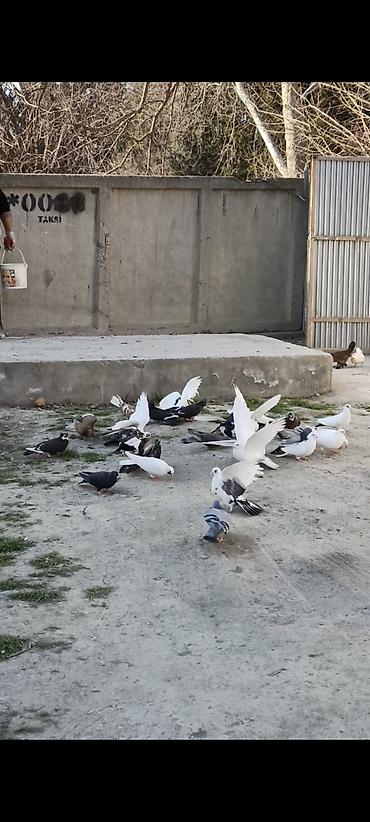 sumqayıtda cücə satışı: Salam Əleykum. Çoxdu göyərçinlərim. cürbəcür var. ən ucuz 3azn. Daha — 3