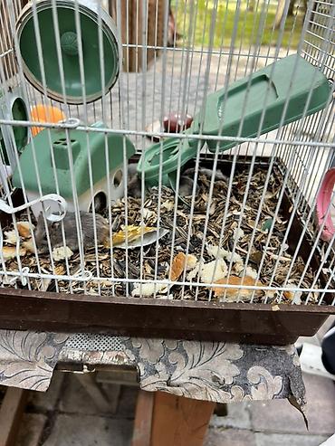 hamster satis: Hamster qəfəsi – tam dəst

15 ədədi qab qaşıg satıram — 3