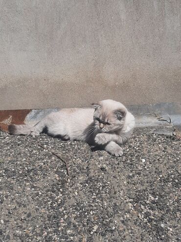 Pişiklər: Şotland yastı qulaq, Dişi — 5