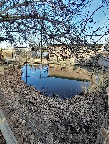 Продажа участков: 32 соток, Красная книга at lalafo.kg — 10 Продажа участков: 32 соток, Красная книга — 10