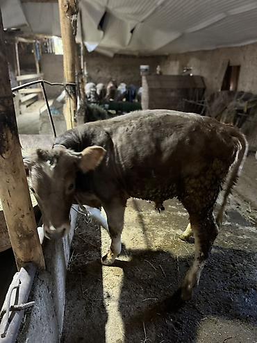 Продам с/х животных: Продаю | Бык (самец) | Швицкая | На откорм | Привязанные — 2