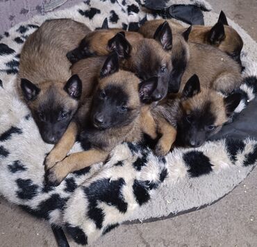 купить щенка добермана из питомника: Бельгия овчаркасы, 2 айлык, Эркек, Эмделген