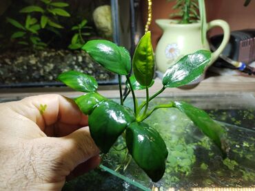 zolotoy us bitkisi: Akvarium bitkiləri. Anubias 10 manat