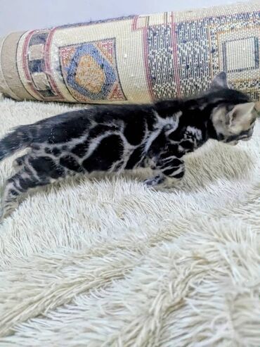 дом для кош: Бенгальская, 1 месяц, Мальчик, Кастрирована, Приучена к лотку, Проглистована