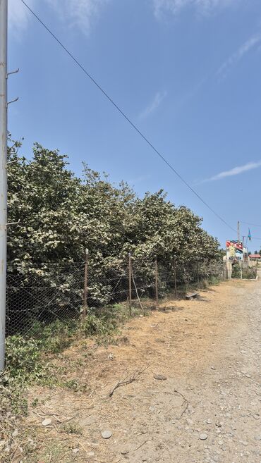Ağaclar: Xaçmaz rayonu, Qaracəlli kəndində möhtəşəm bağ sahəsi satılır! — 5