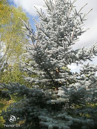 ландшафт: Ель колючая голубая (Picea pungens Glauca) - Декоративное хвойное — 3