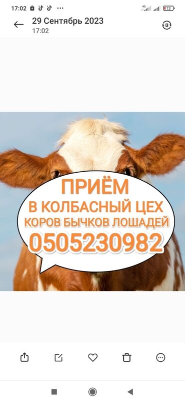 коровы молочный: Куплю | Коровы, быки, Лошади, кони | Круглосуточно, Любое состояние, Забитый
