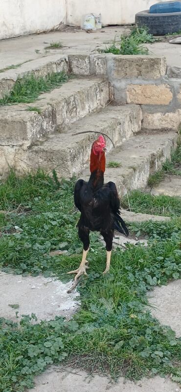 Xoruzlar: Xoruz, Heyratı, il: <1, Ödənişli çatdırılma — 3