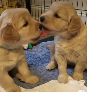 İtlər: Labrador-retriver, 1 ay, Dişi — 6