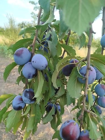 саутер: Слива таласская 40 сом — 1