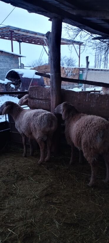 Бараны, овцы: Продаю | Баран (самец) | Для разведения | Осеменитель at lalafo.kg — 1 Бараны, овцы: Продаю | Баран (самец) | Для разведения | Осеменитель — 1