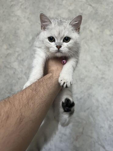 Продажа кошек: Скотиш Страйт (Шотландская прямоухая), 3 месяца, Девочка, Серебристая шиншилла, Приучена к лотку, Проглистована, С прививками
