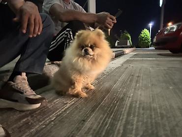 spitz it: Şpitz, Erkək, Cütləşmə üçün — 3