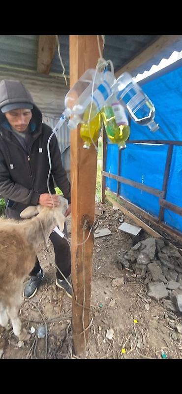 Услуги ветеринара: 🐄 VetProKg ✔️ Тажрыйбалуу адис ✔️ Чакыруу менен чыгуу ✔️ at lalafo.kg — 13 Услуги ветеринара: 🐄 VetProKg ✔️ Тажрыйбалуу адис ✔️ Чакыруу менен чыгуу ✔️ — 13