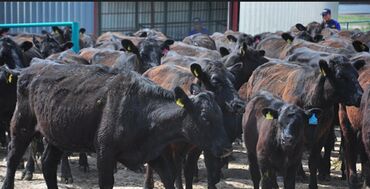 бройлерные куры живым весом: Сатам | Уй (ургаачы), Бука (эркек), Кунаажын | Ангус, Герефорд, Голштин | Бордоп семиртүү үчүн, Союуга, Көбөйтүү үчүн | Асыл тукумдуу