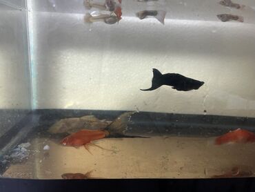 Balıqlar: Sülhsevər -da lalafo.az — 6 Balıqlar: Sülhsevər — 6