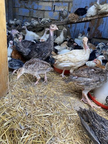 Toyuqlar: Satılır durçinka,serbilis,hündüşka -da lalafo.az — 7 Toyuqlar: Satılır durçinka,serbilis,hündüşka — 7