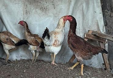 хатико собака: Куры бойцовые ( Дакан ) 3 шт. бойцовые, 1 смешанная. Две квочки . по — 1