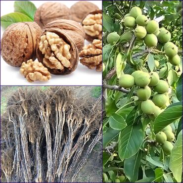 Tinglər: Məhsul: meyvə tingləri Xüsusiyyətlər: - Hər növ meyvə tingləri — 15