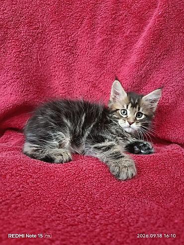 жаныбарлар ат: Мейн-Куны 🥰🥰🥰. Продаются котята Рысята ♥️ Чистокровные, Шикарные — 2