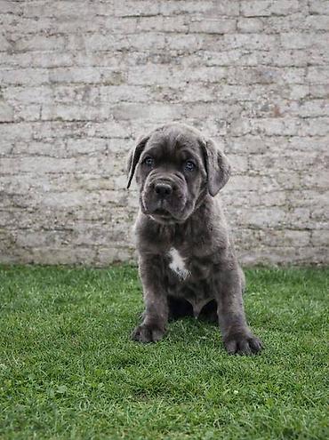 Psi: Cane Corso štenci Štenci Cane Corso, oštenjeni 02.12.2025, slobodni za — 6